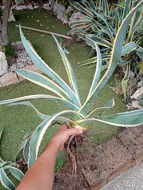 2 piante medie di agave