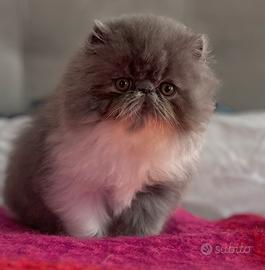 Cucciolo gatto Persiano