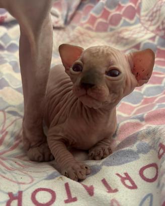 Sphynx gatto nudo