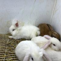 Conigli diverse razze
