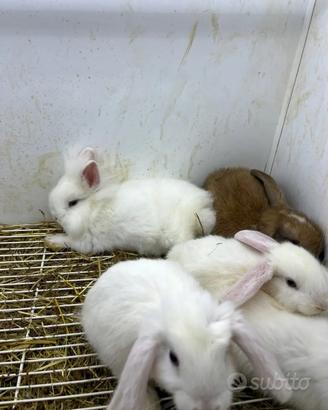 Conigli diverse razze