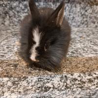 Coniglio nano testa di leone