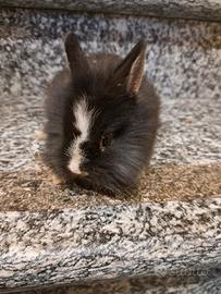 Coniglio nano testa di leone