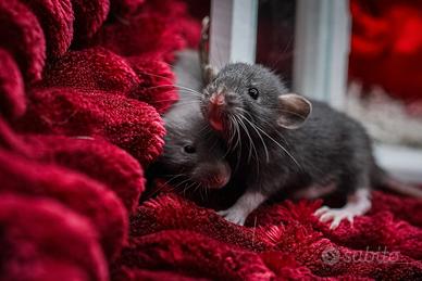 Cuccioli di ratto domestico