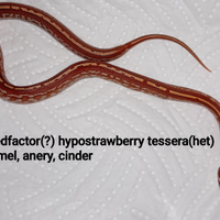 Pantherophis guttatus