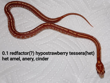 Pantherophis guttatus