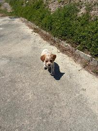 Breton e Setter