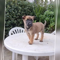 Cuccioli Pastore Belga Malinois