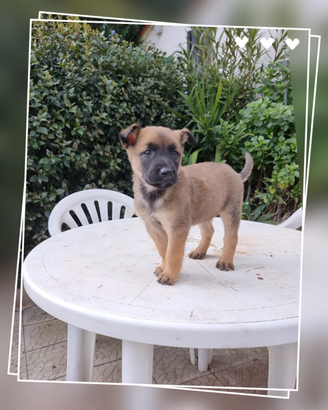 Cuccioli Pastore Belga Malinois