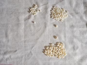 perle in madreperla