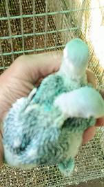 Pulli parrocchetto dal collare