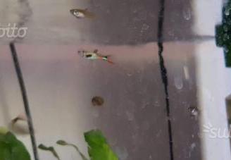 Endler lime green Cumanà