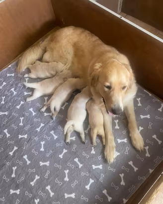 Cuccioli Golden Retriever con pedigree