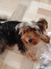 Cucciolo Yorkshire terrier maschio