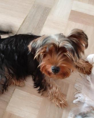 Cucciolo Yorkshire terrier maschio