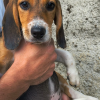 Beagle tricolore
