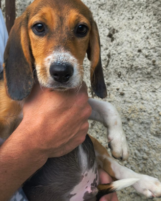 Beagle tricolore