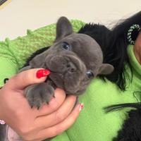 Bulldog francese blu occhi blu