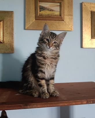 Cuccioli gatti Norvegesi
