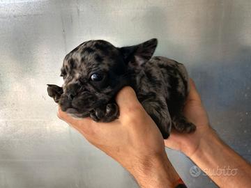 Bulldog francesi