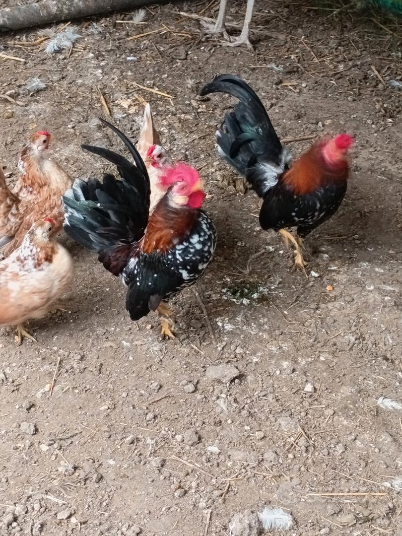 Polli serama - Animali In vendita a Macerata