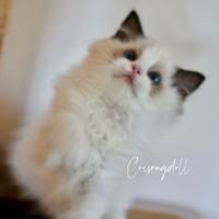 Ragdoll cuccioli