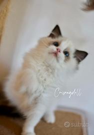 Ragdoll cuccioli