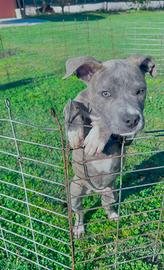 Amstaff cucciolo maschio