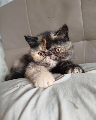 Exotic shorthair