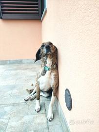 Cane da compagnia