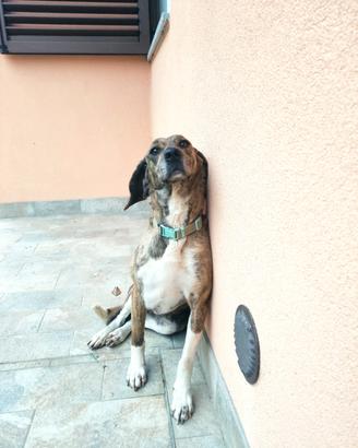 Cane da compagnia
