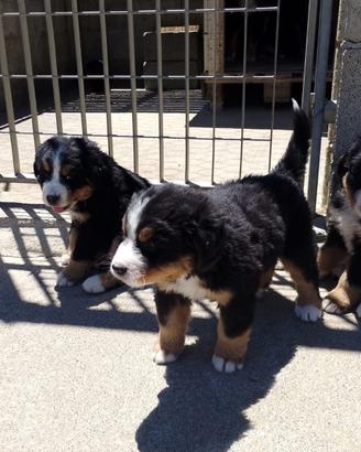 Cuccioli di bovaro del Bernese