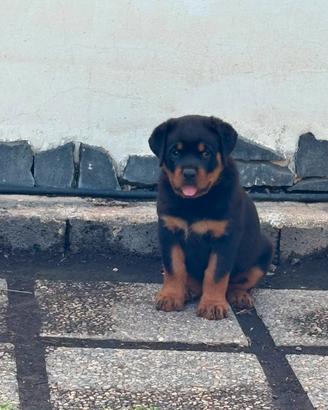 cucciola di Rottweiler 