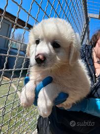 Cucciolo simil maremmano