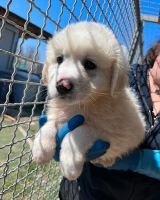 Cucciolo simil maremmano