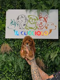 Barboncino Toy e Mini Toy