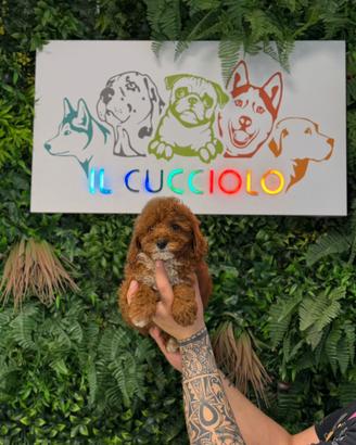 Barboncino Toy e Mini Toy