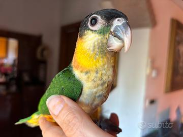 Caicco allevato a mano