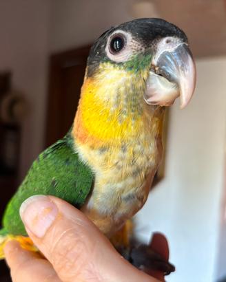 Caicco allevato a mano