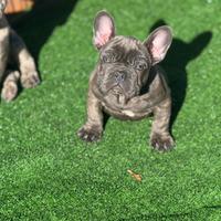 Cuccioli di bulldog francesi blue e merlè blue