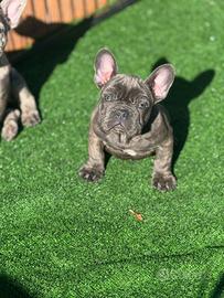 Cuccioli di bulldog francesi blue e merlè blue