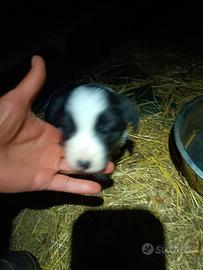 border collie femmine