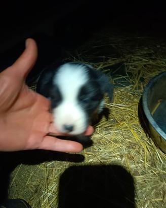 border collie femmine