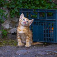 Gattina Rossa incrocio Siamese