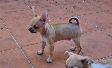 NOAH cucciolo di chihuahua