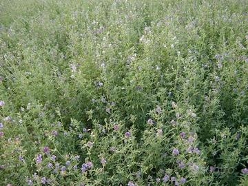 Erba Medica 