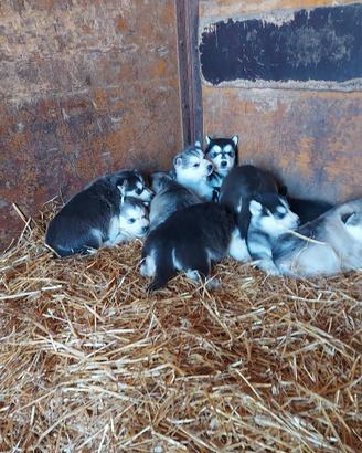 cuccioli di siberian husky 