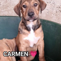 Salva un invisibile "CARMEN"