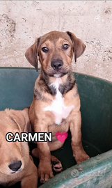 Salva un invisibile "CARMEN"