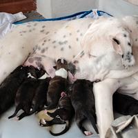 Cuccioli di dogo argentino